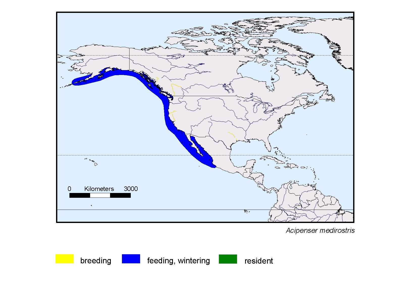 Acipenser medirostris