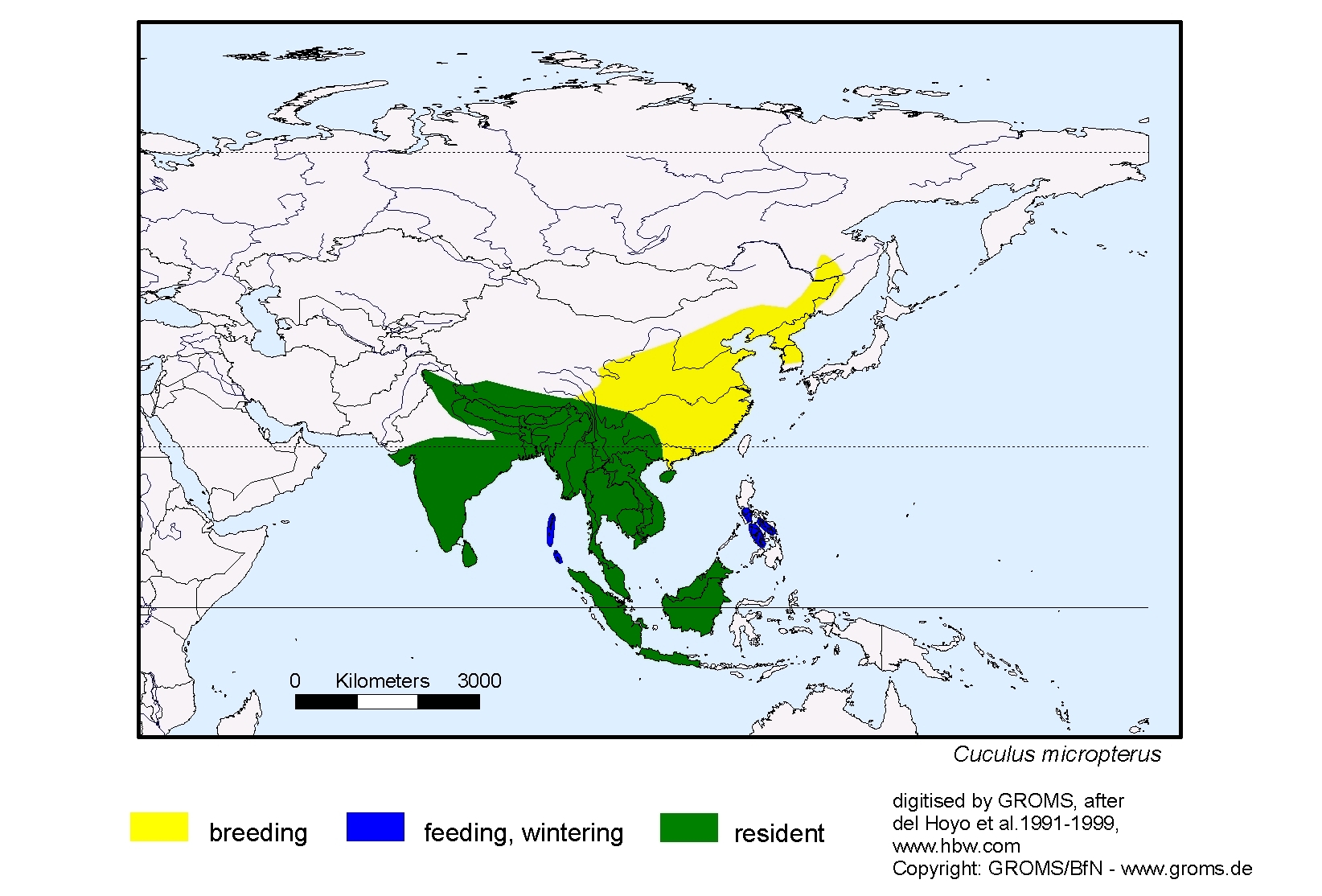 Agriornis microptera