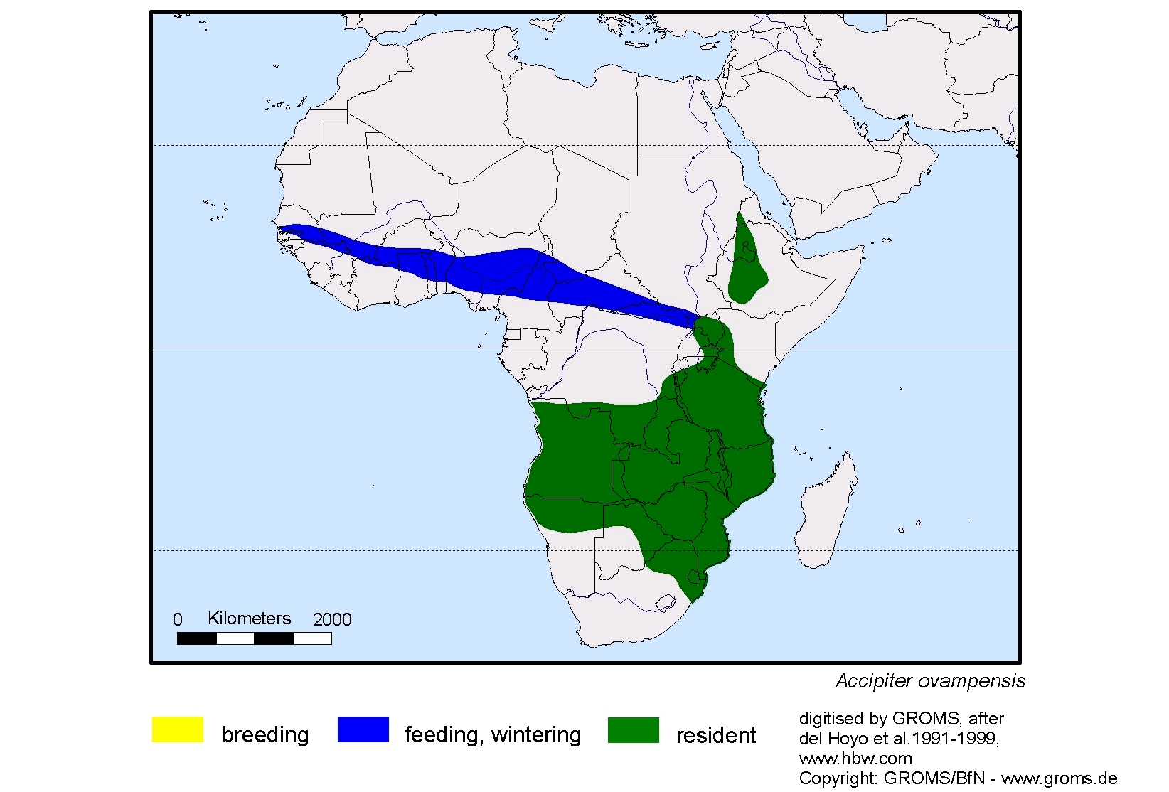 Accipiter ovampensis