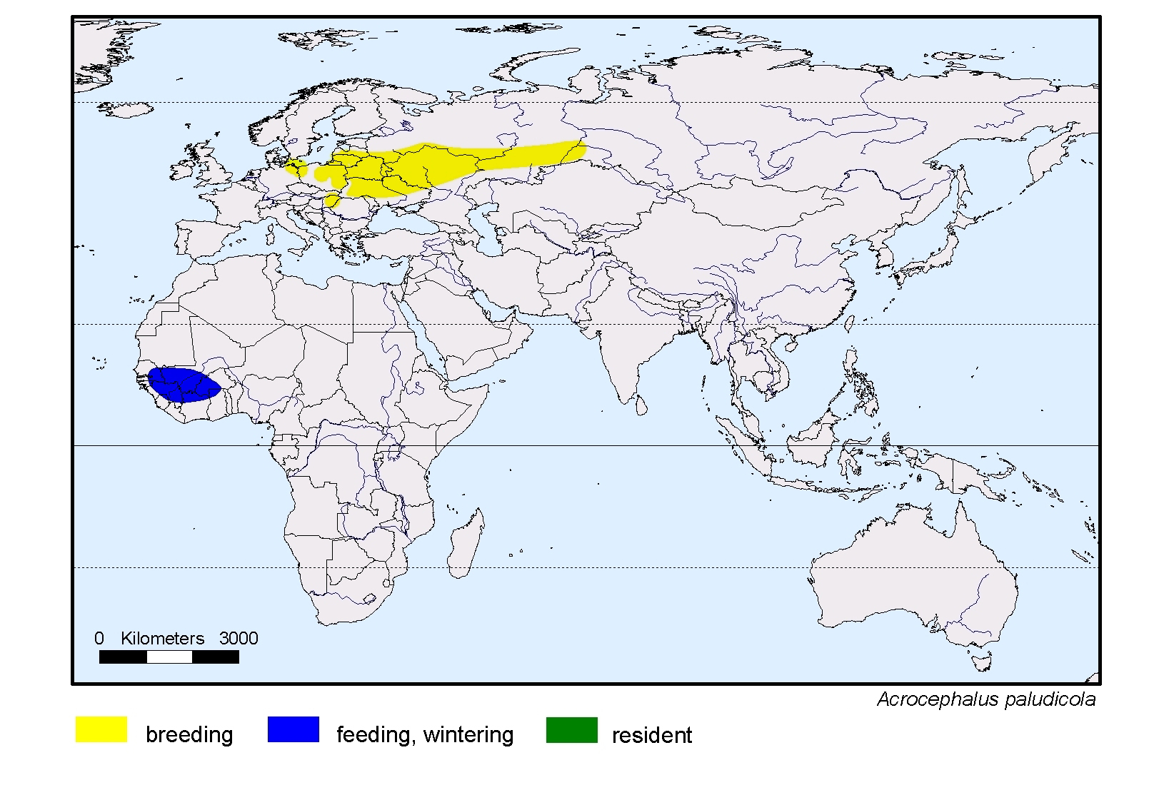 Acrocephalus paludicola