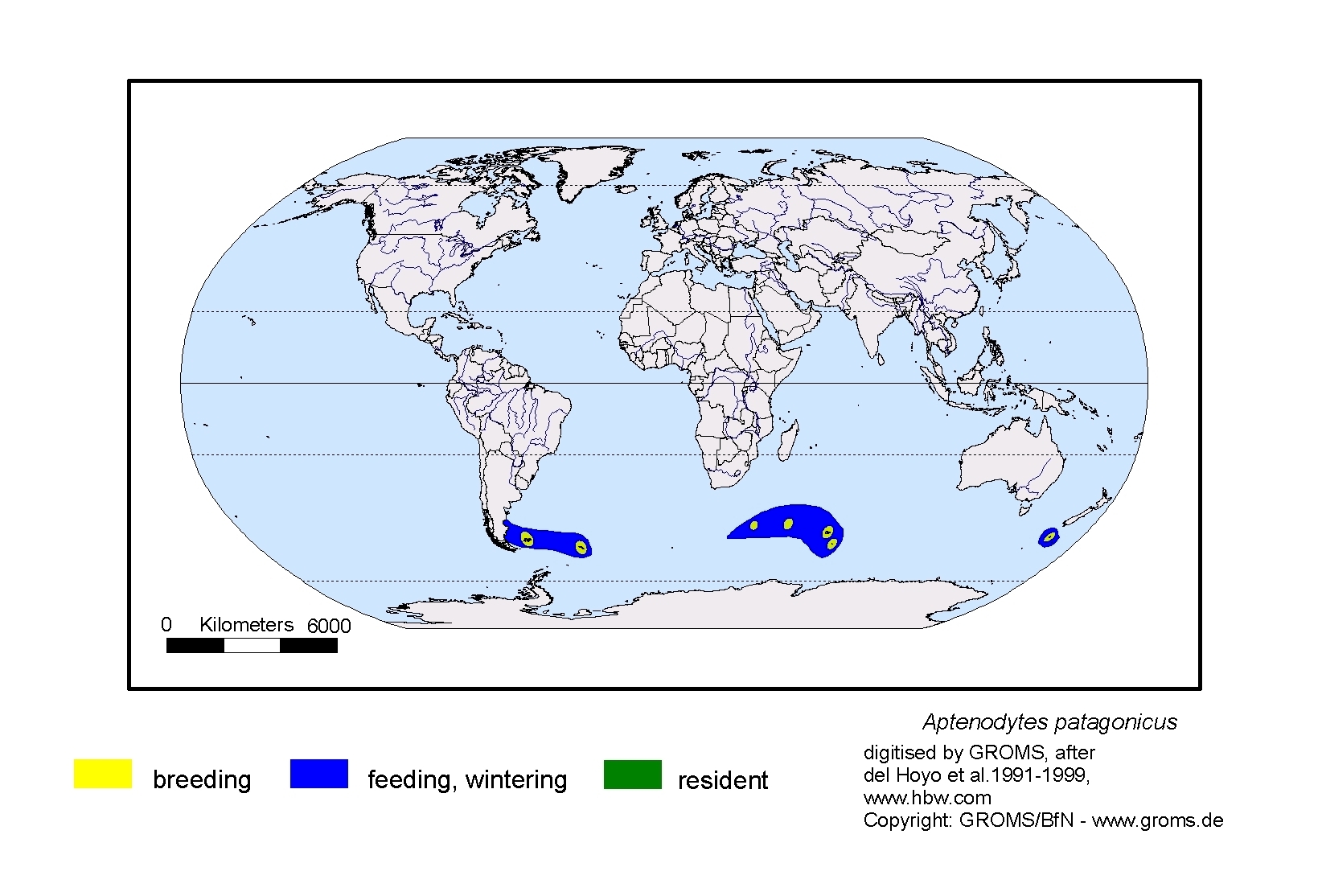 Aptenodytes patagonicus