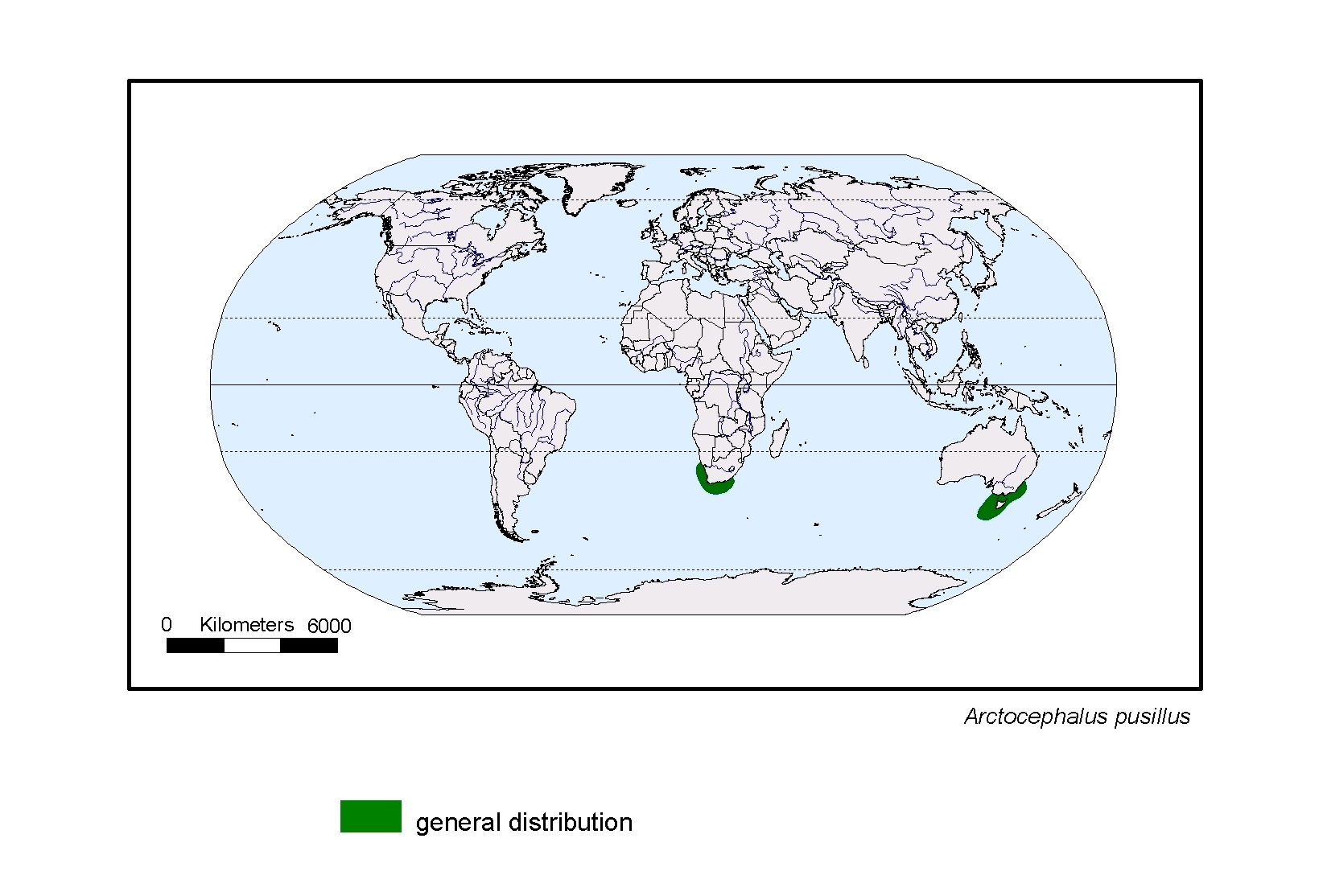 Arctocephalus pusillus
