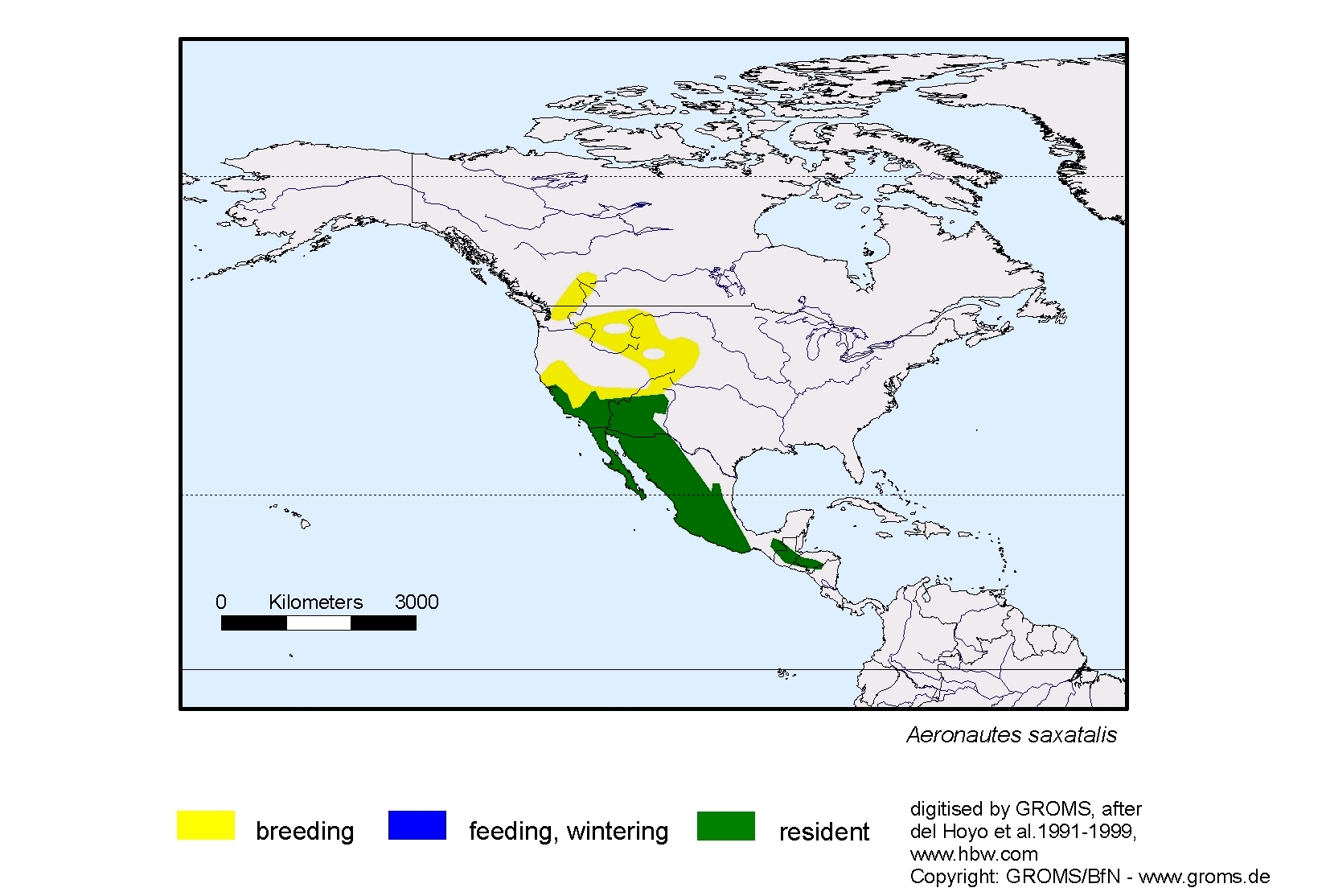Aeronautes saxatalis