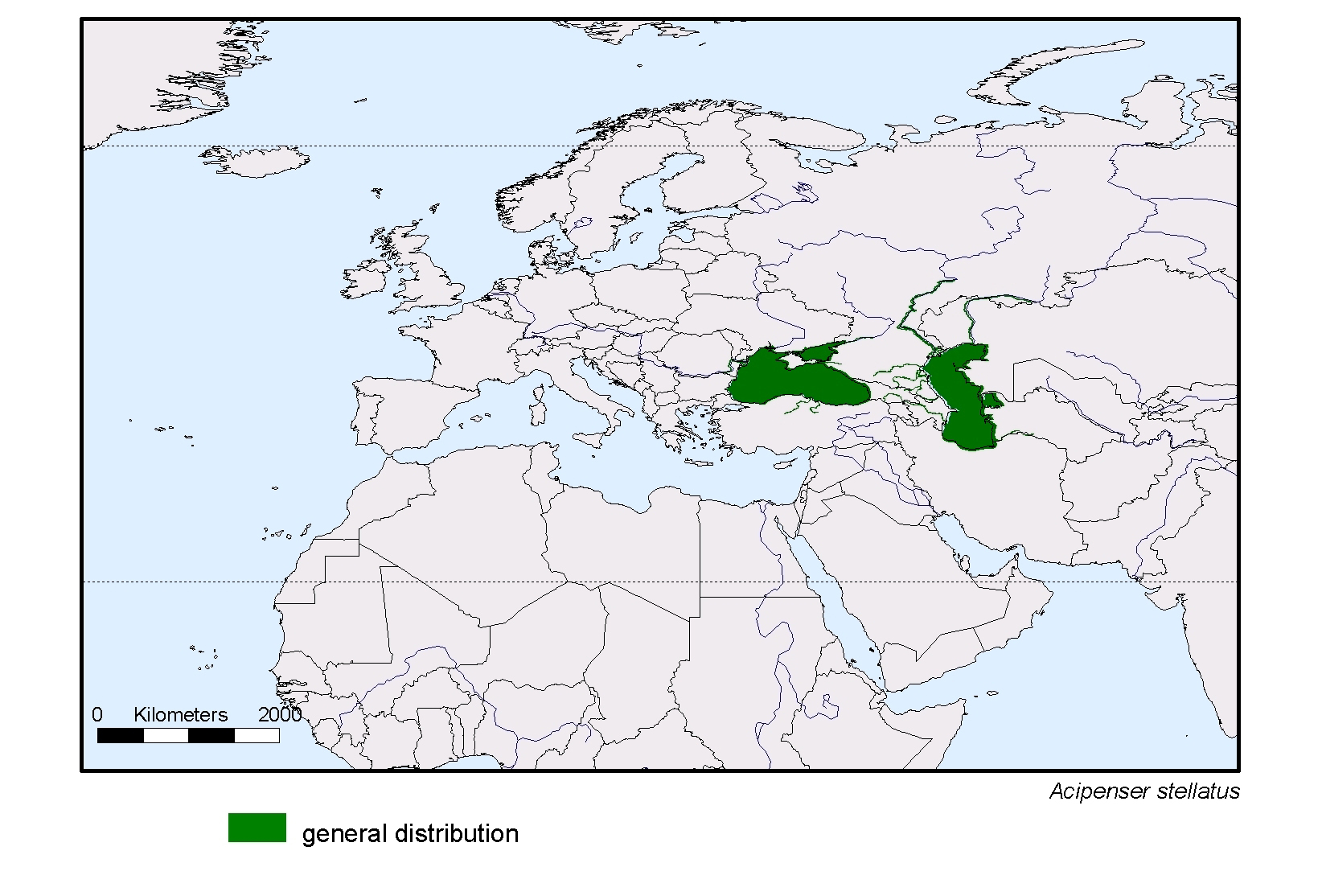 Acipenser stellatus