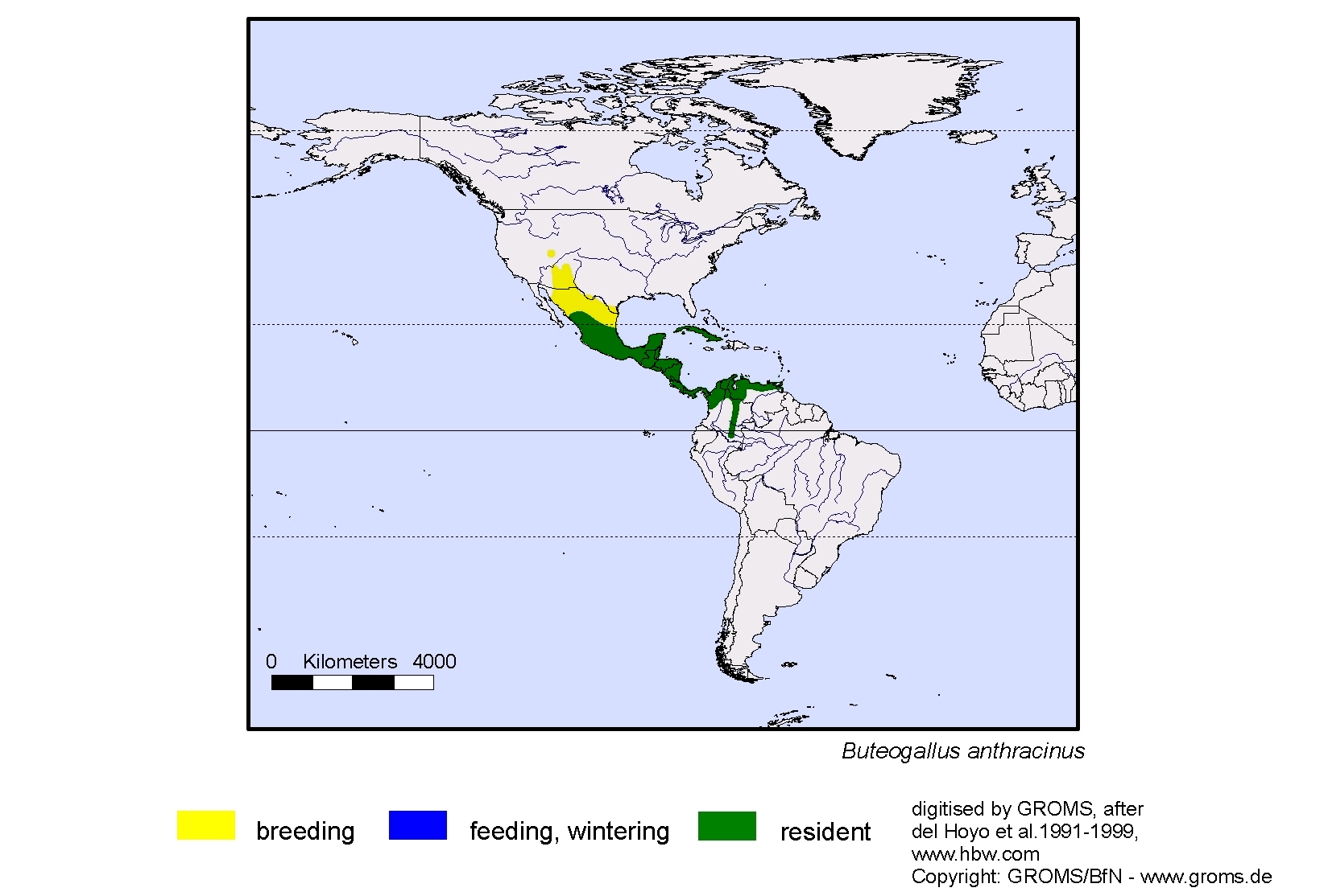 Buteogallus anthracinus