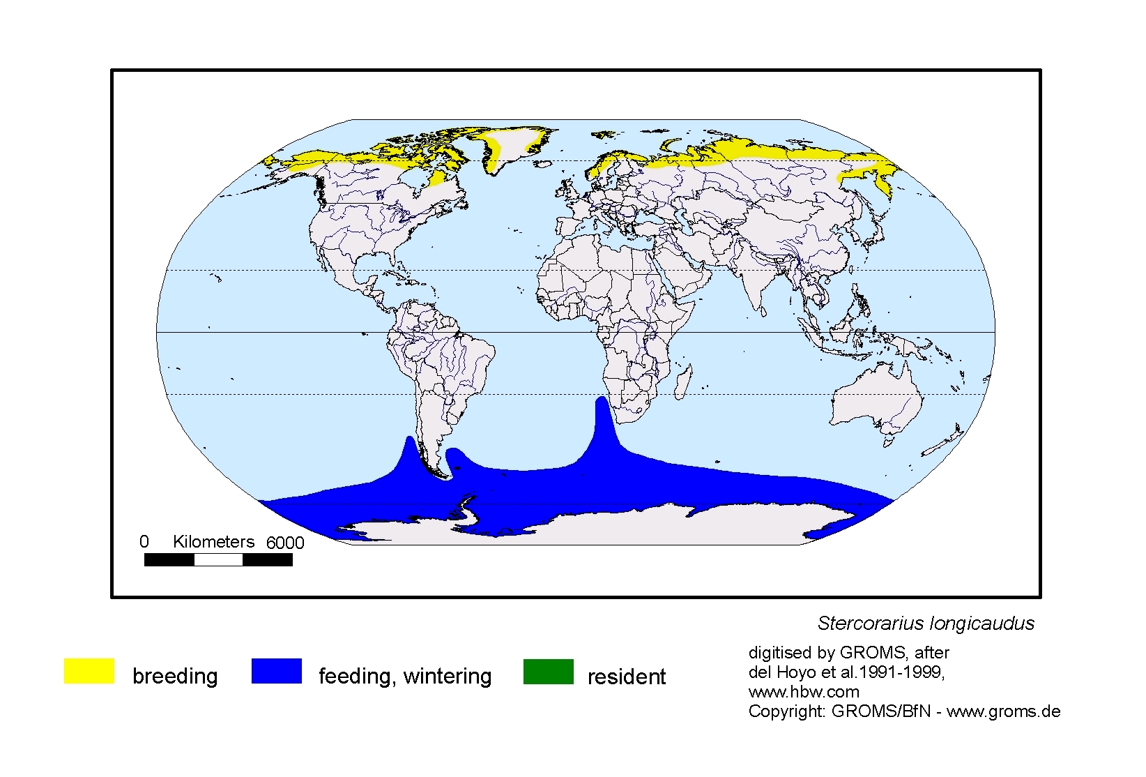 Bartramia longicauda