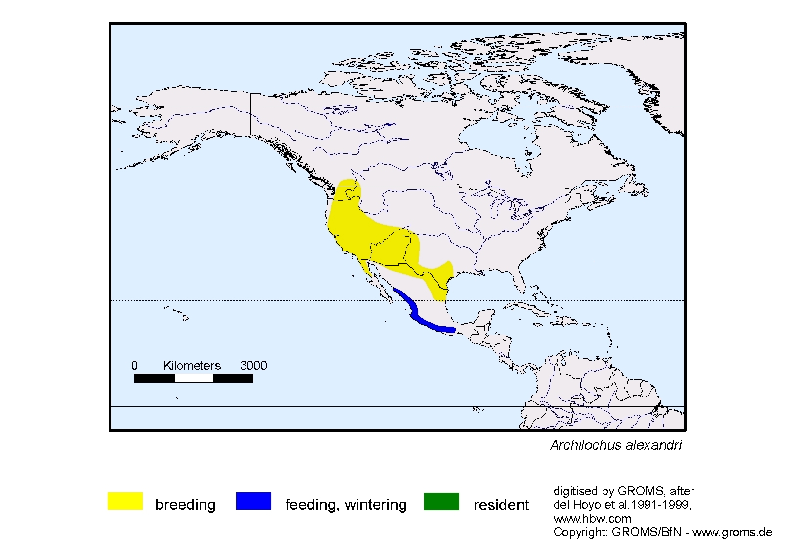 Charadrius alexandrinus