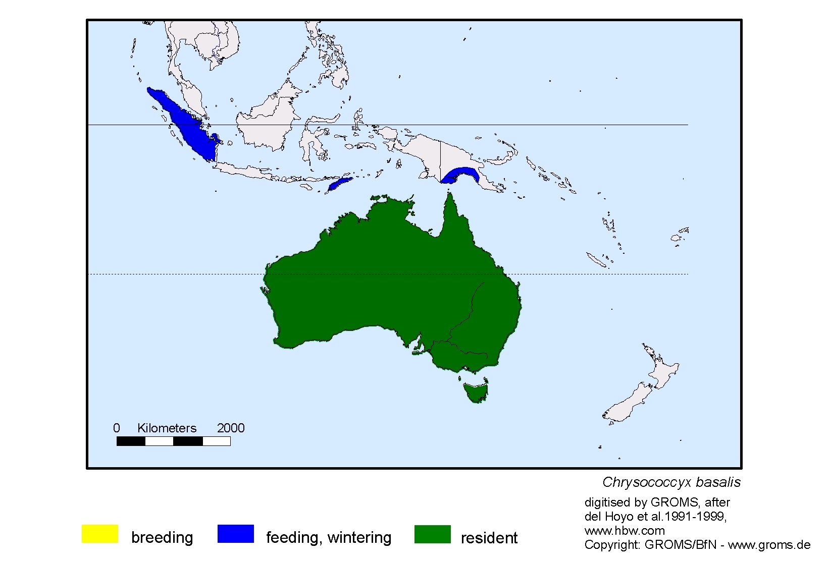 Chrysococcyx basalis