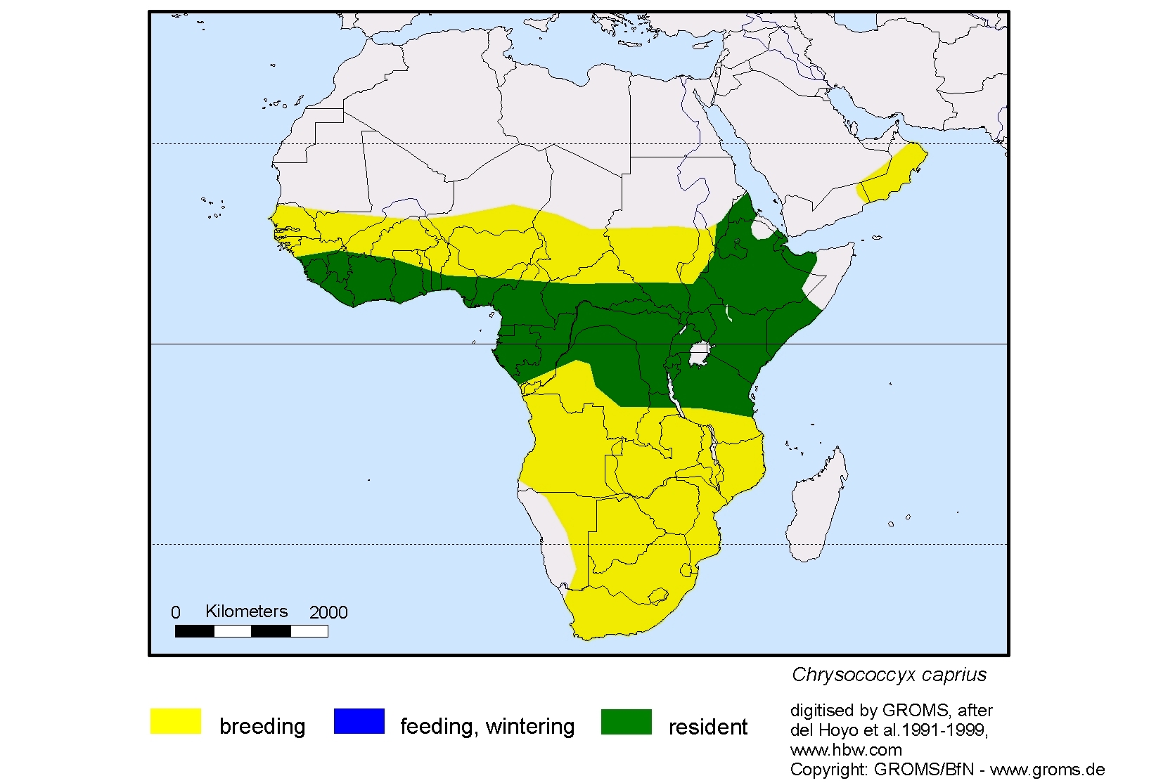 Chrysococcyx caprius