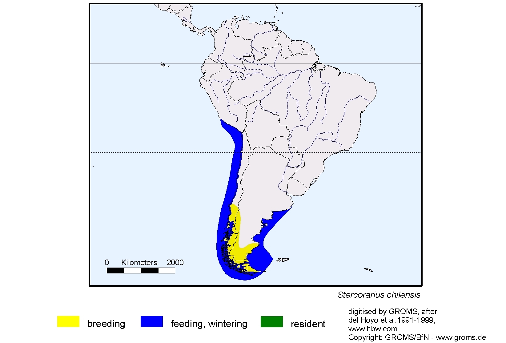 Stercorarius chilensis