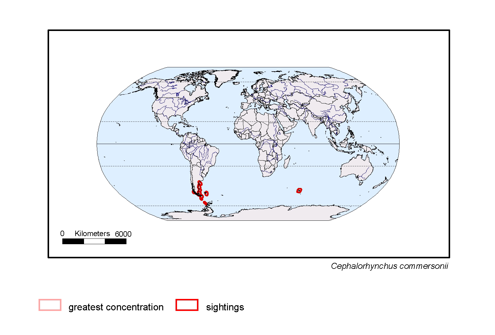 Cephalorhynchus commersonii
