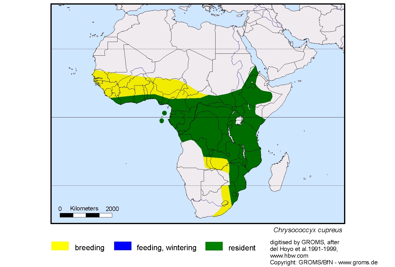 Chrysococcyx cupreus
