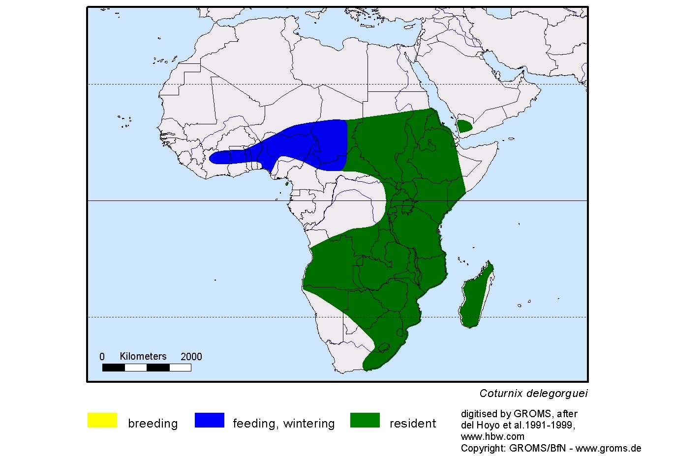Coturnix delegorguei