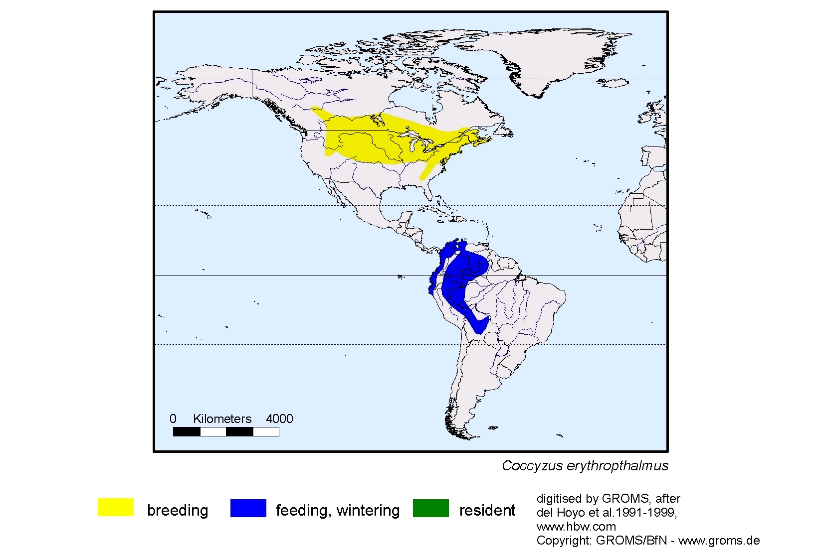Coccyzus erythropthalmus