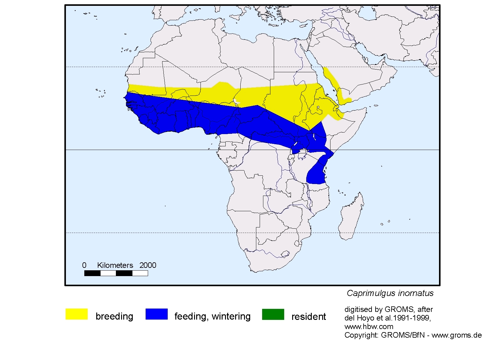 Caprimulgus inornatus