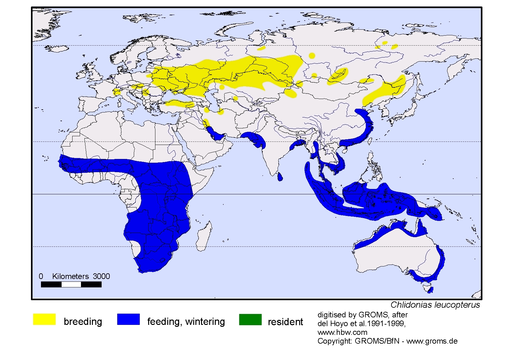 Chlidonias leucopterus