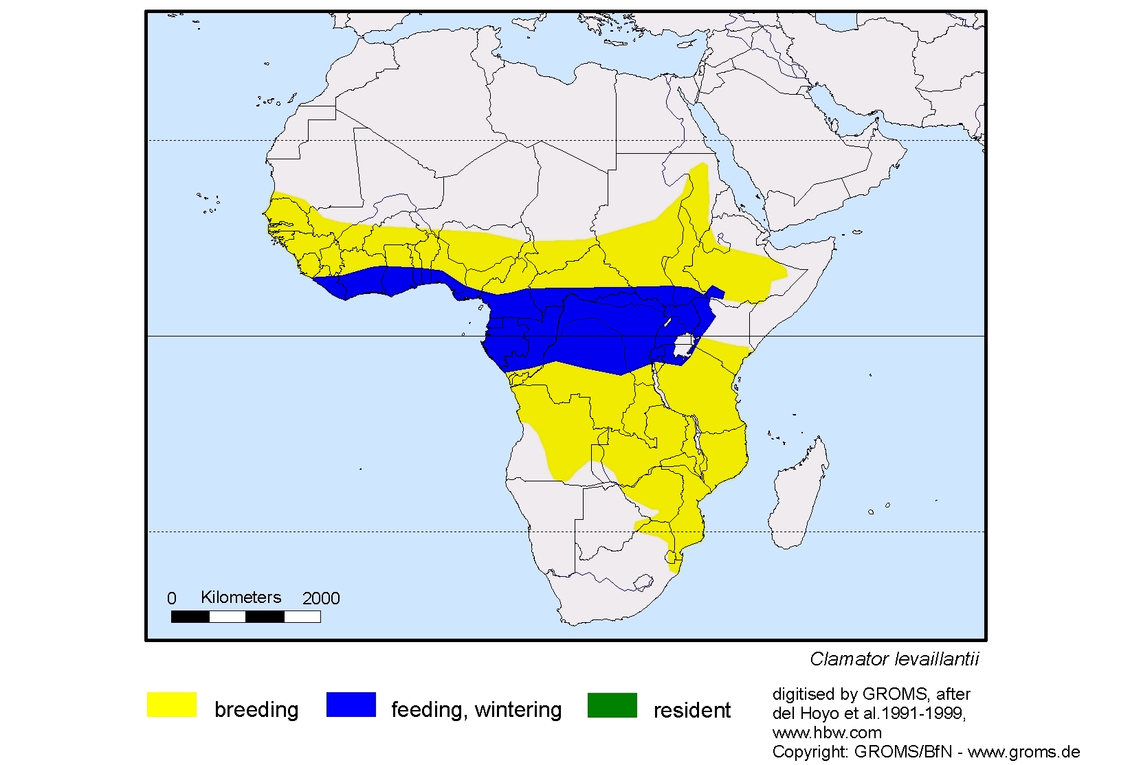 Clamator levaillantii