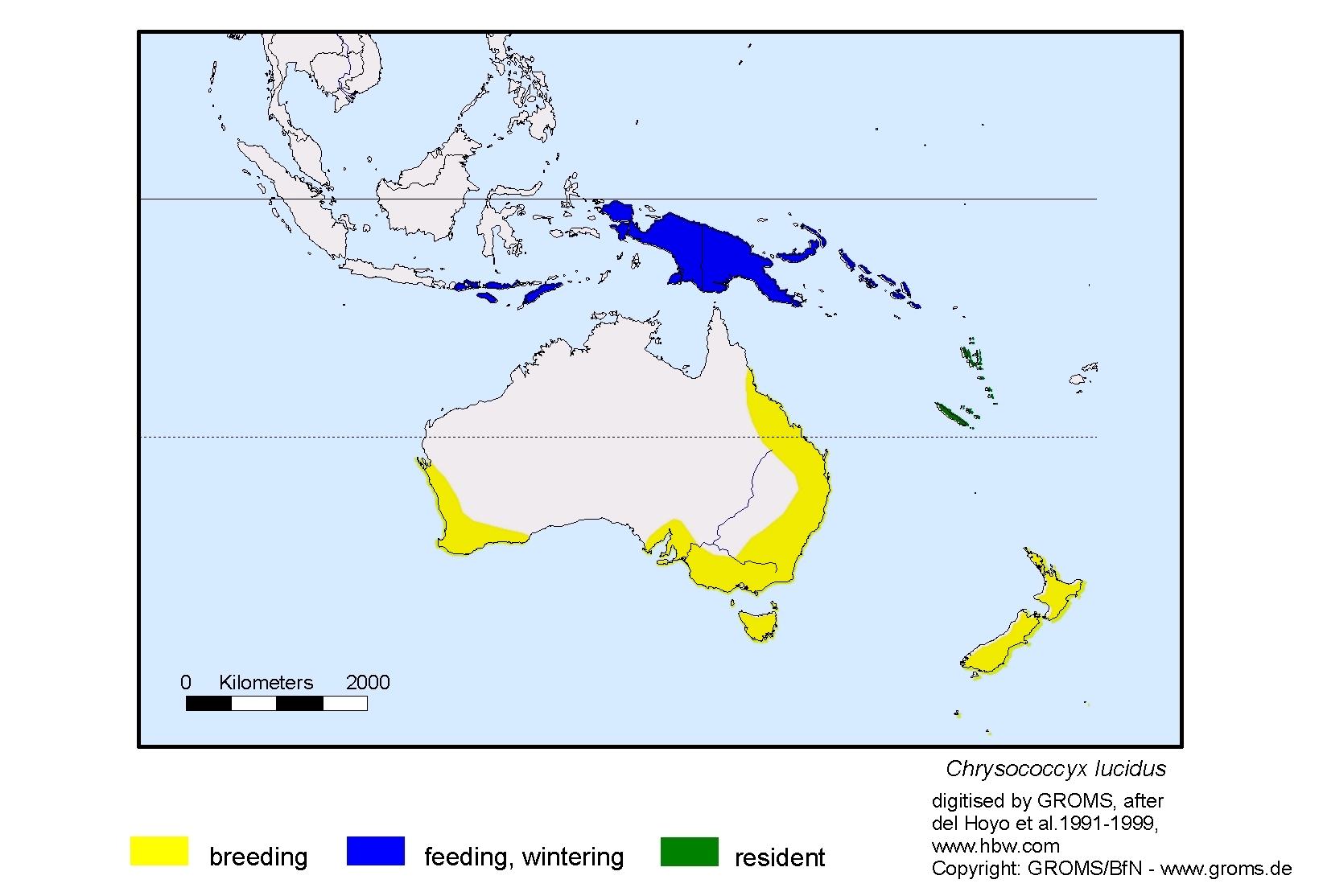 Chrysococcyx lucidus