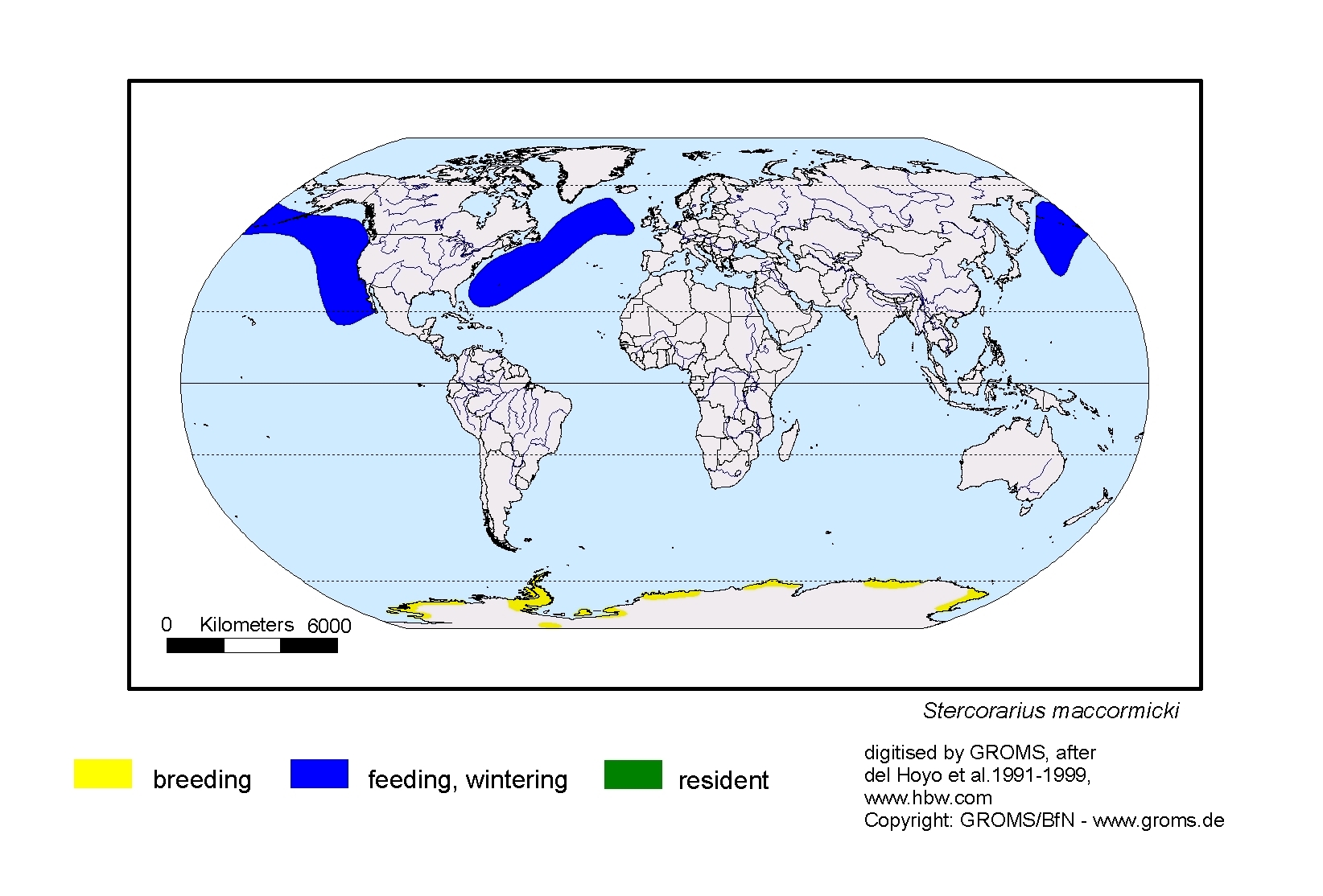 Stercorarius maccormicki