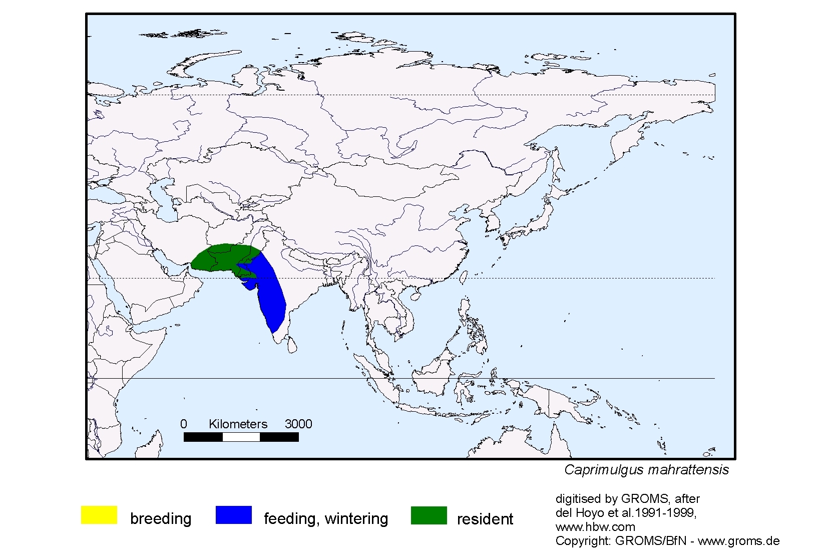 Caprimulgus mahrattensis