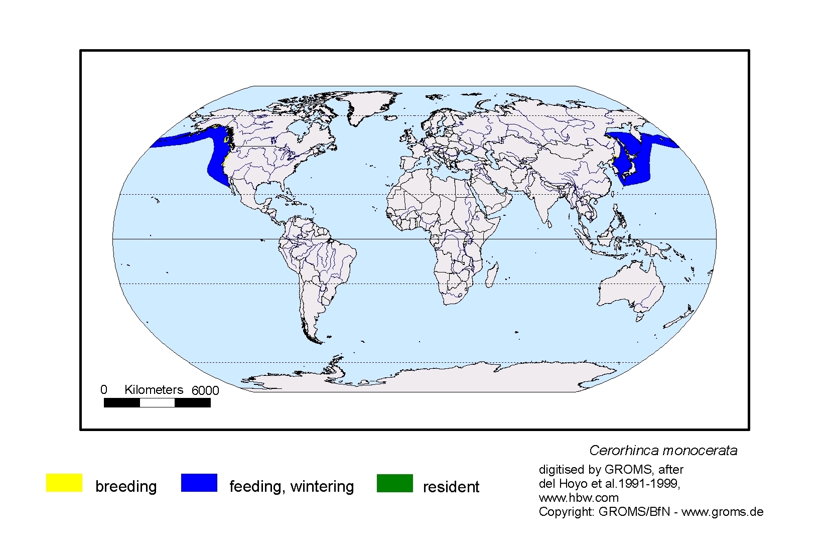 Cerorhinca monocerata