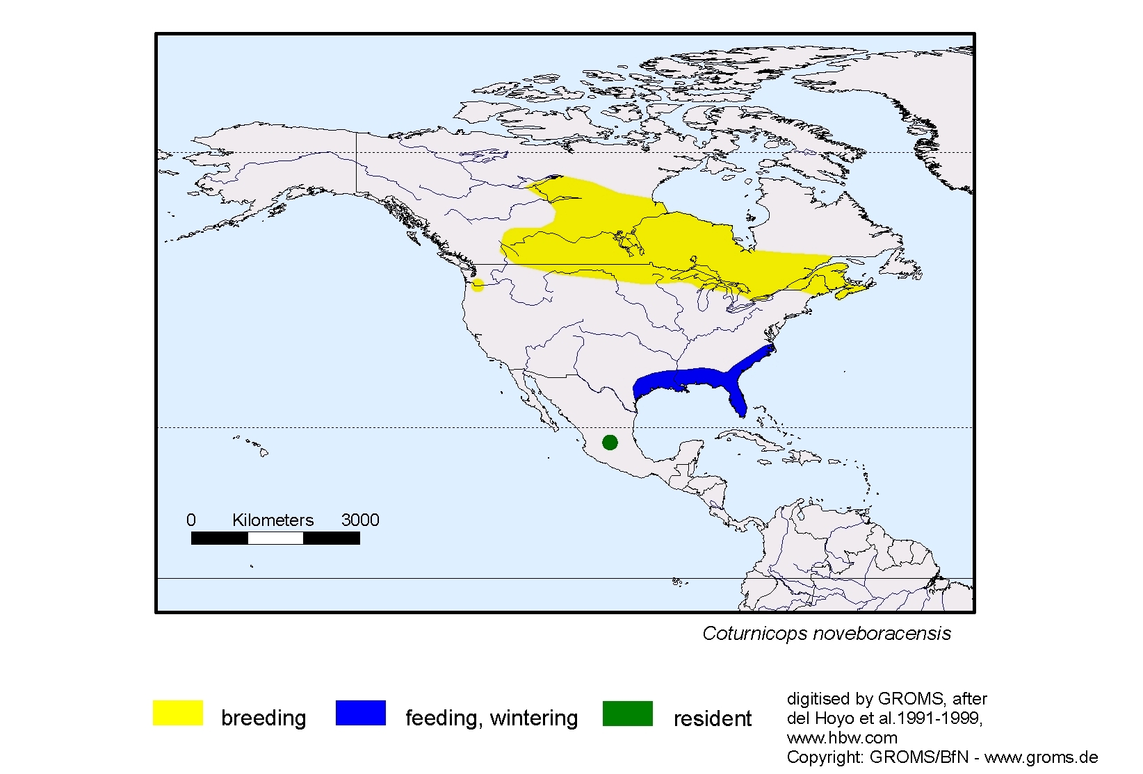 Coturnicops noveboracensis