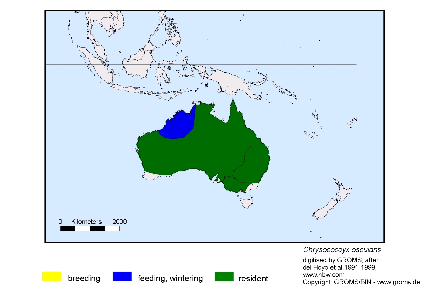 Chrysococcyx osculans