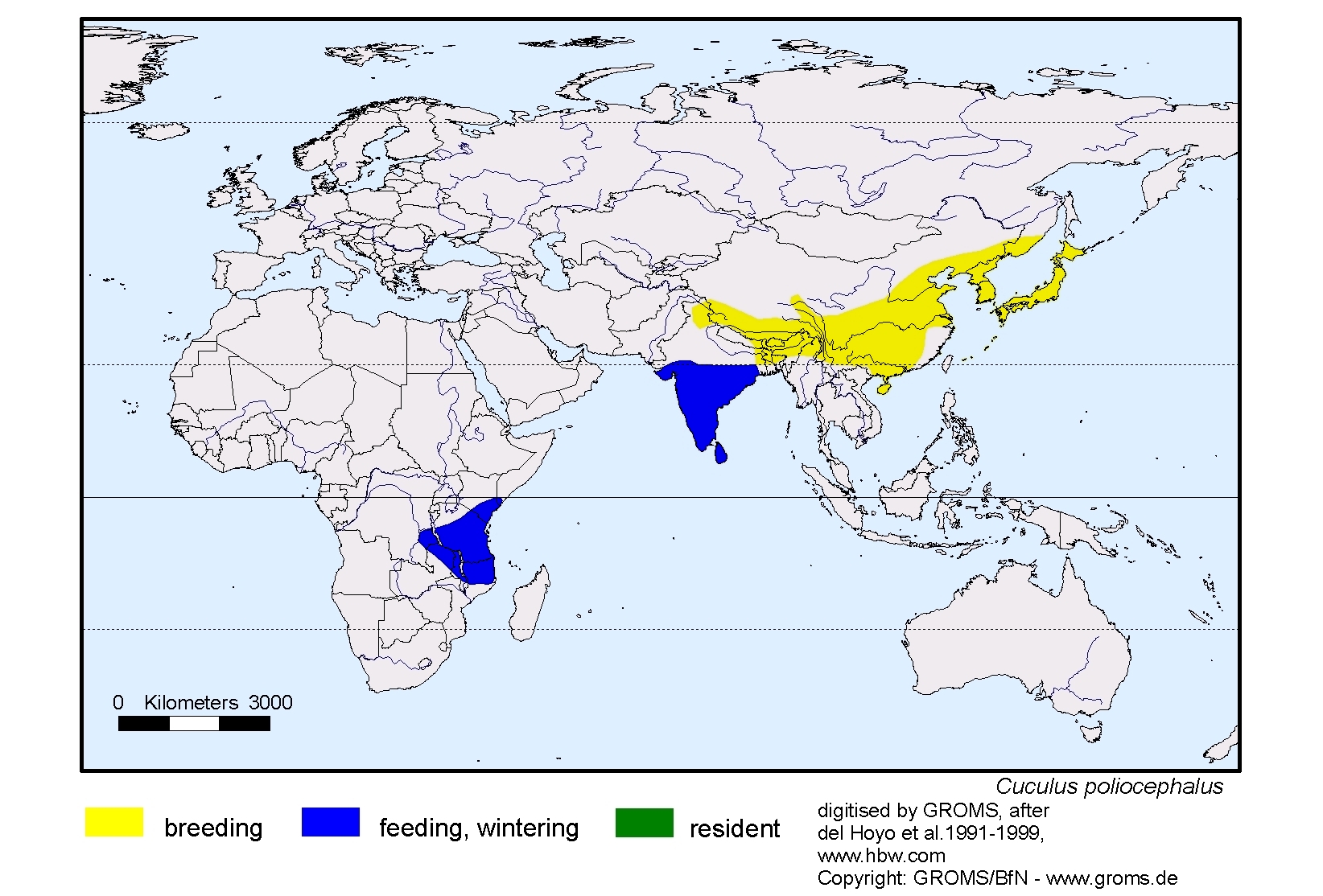 Cuculus poliocephalus