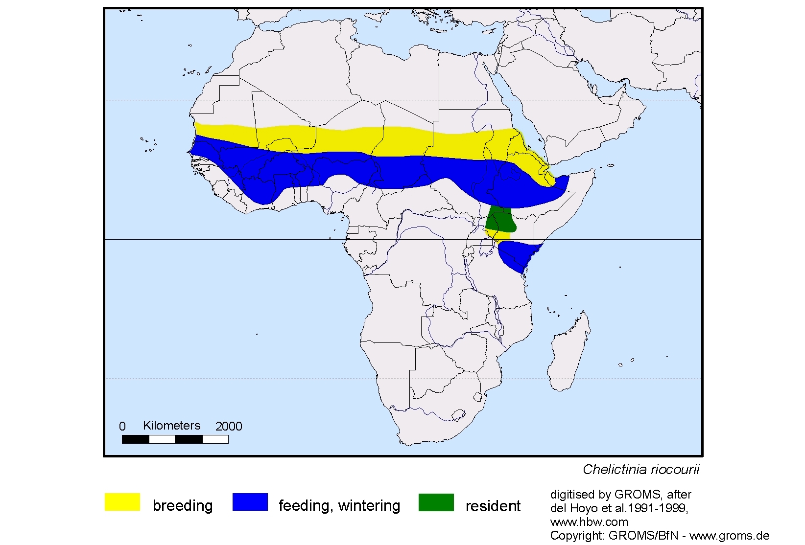 Chelictinia riocourii