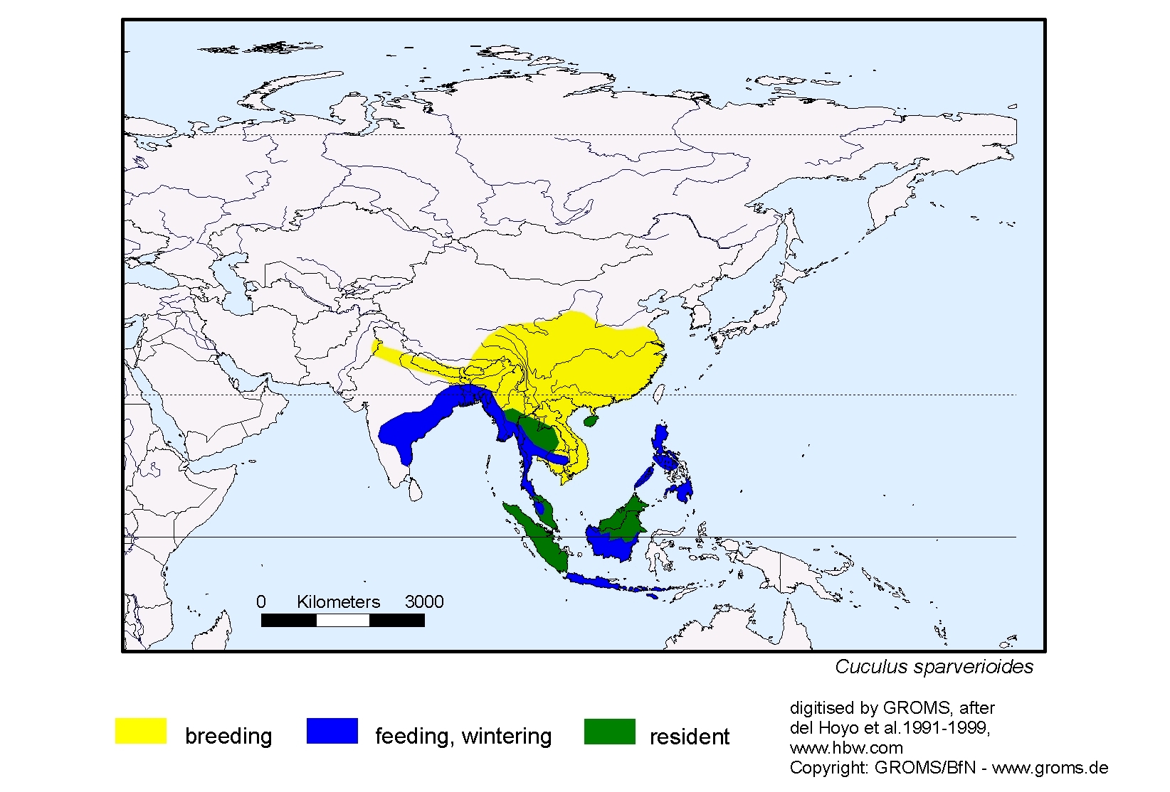 Cuculus sparverioides