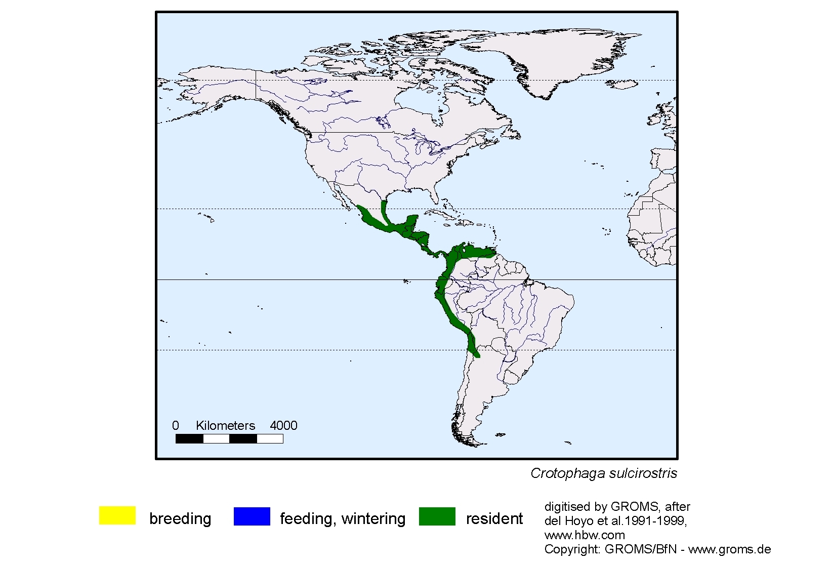 Crotophaga sulcirostris