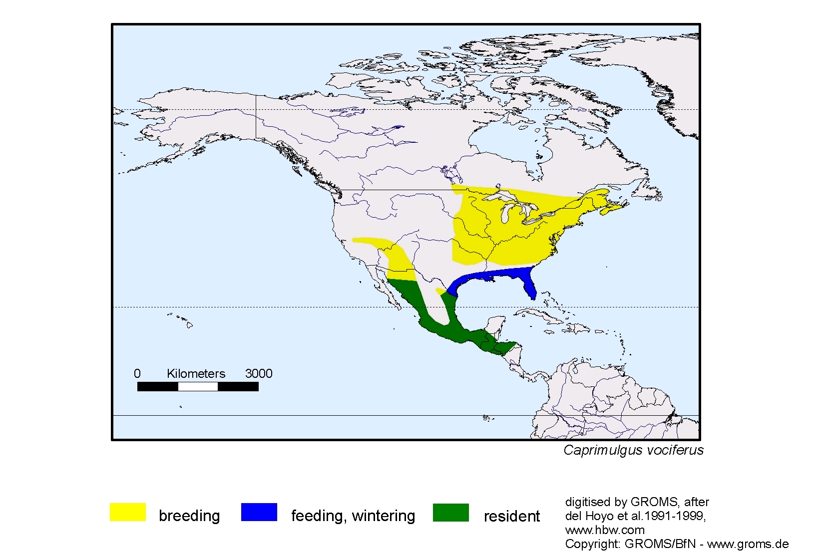Caprimulgus vociferus