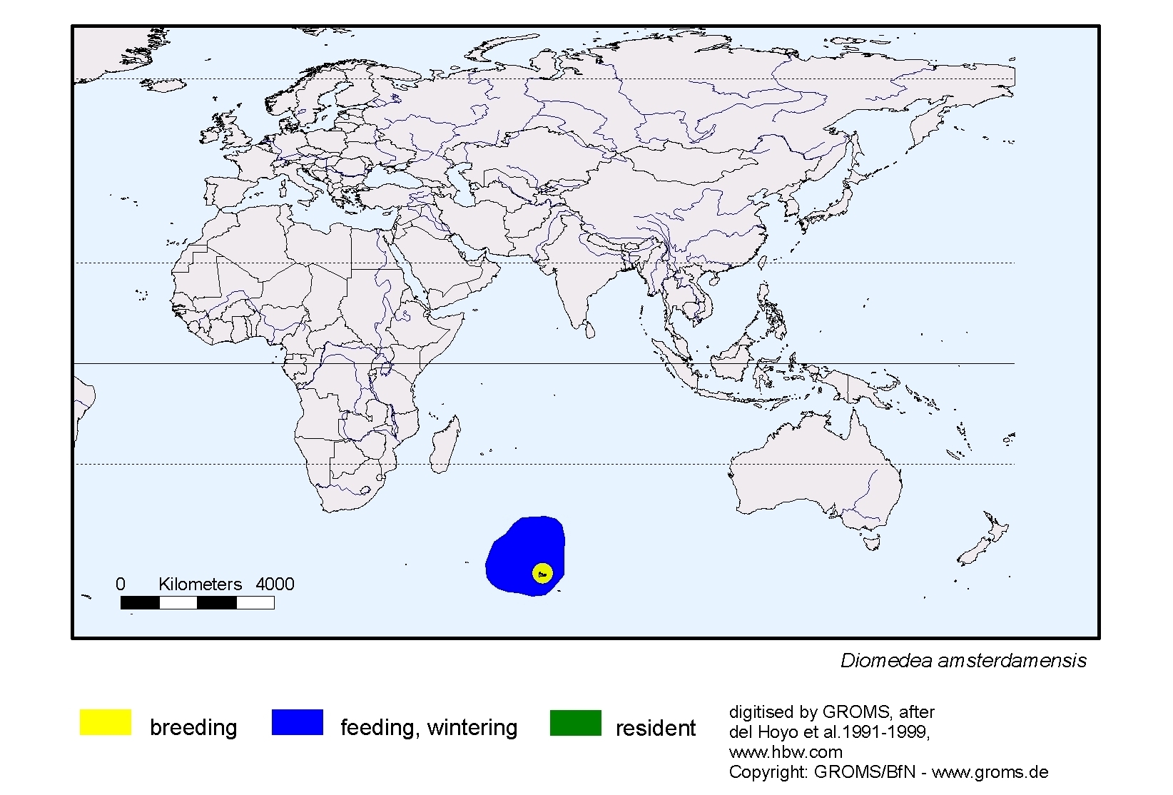 Diomedea amsterdamensis