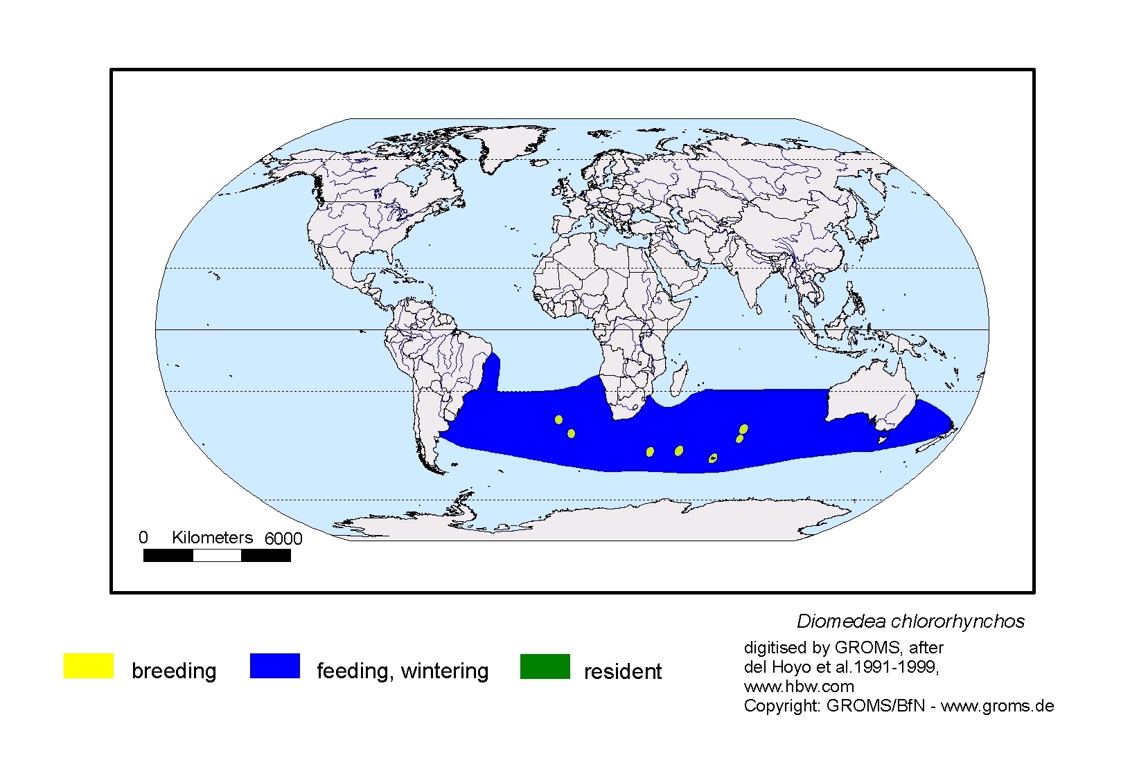 Diomedea chlororhynchos