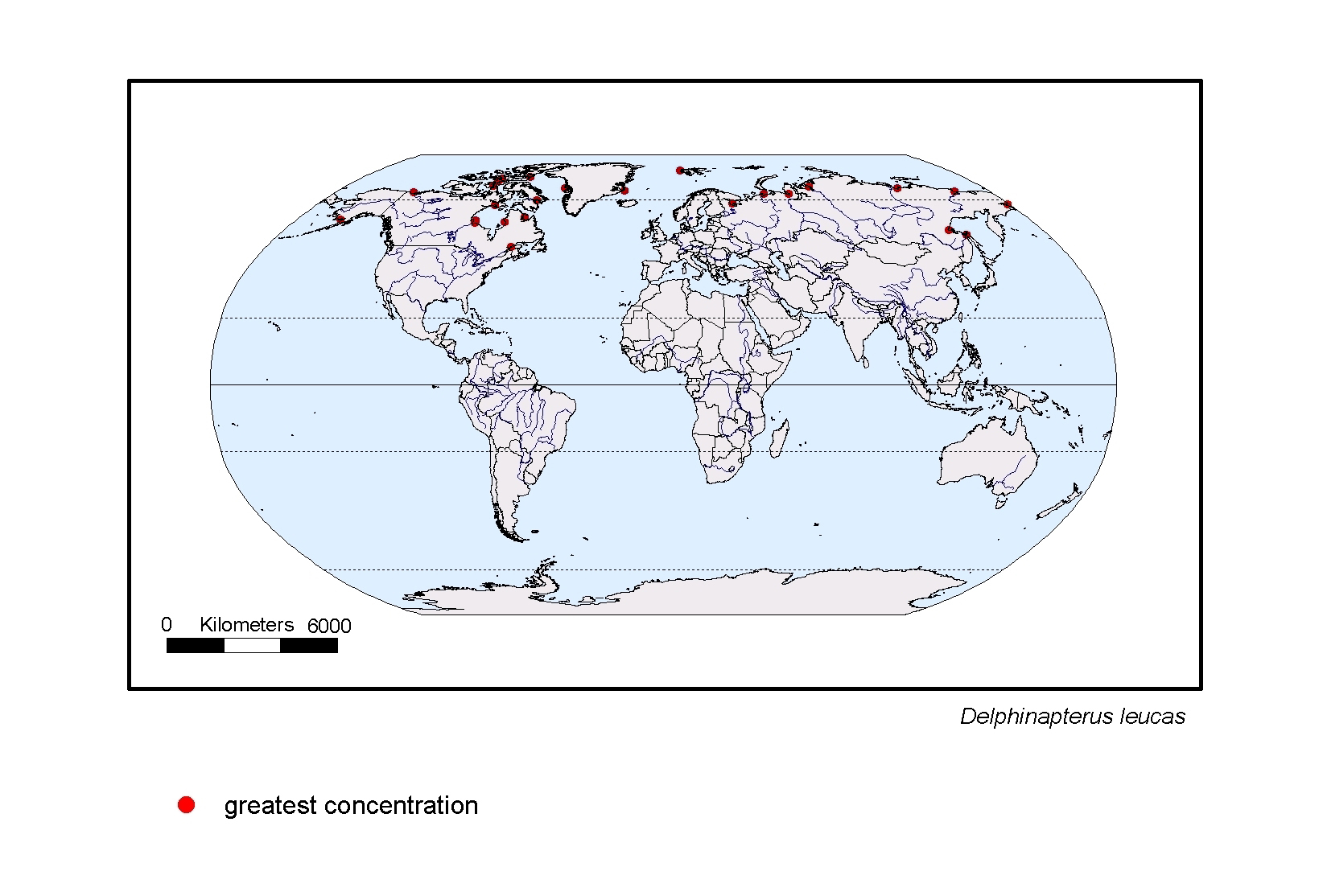 Delphinapterus leucas