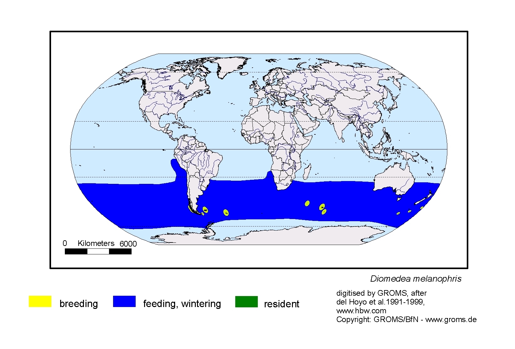 Diomedea melanophris
