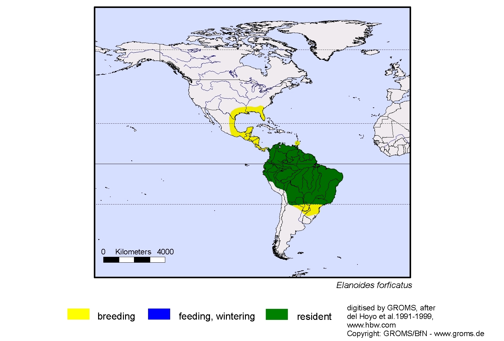 Elanoides forficatus