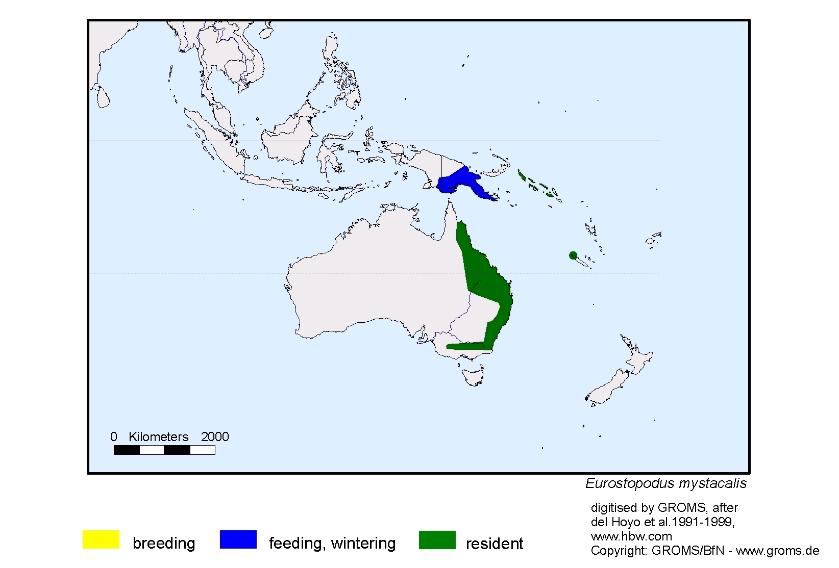 Eurostopodus mystacalis