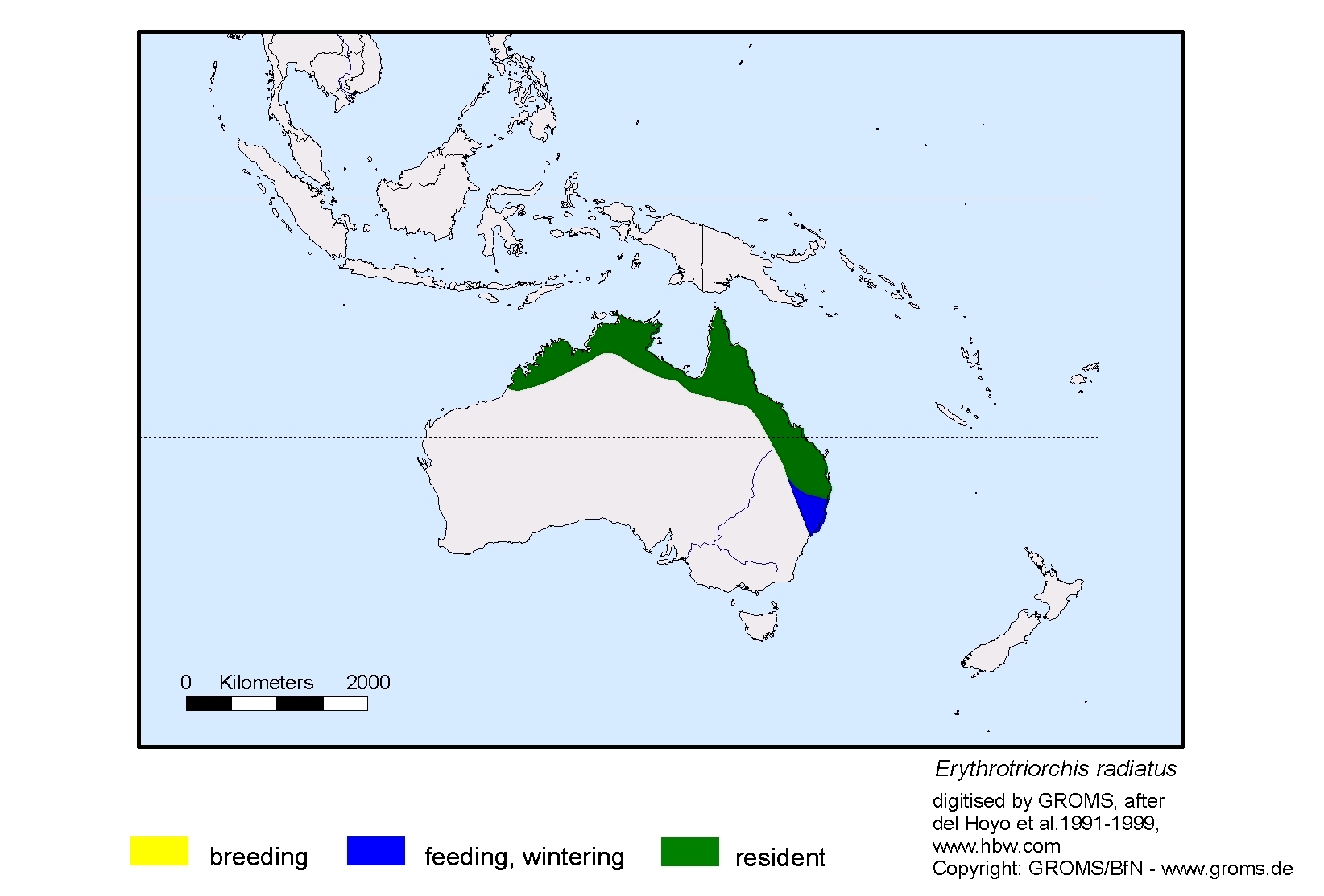 Erythrotriorchis radiatus