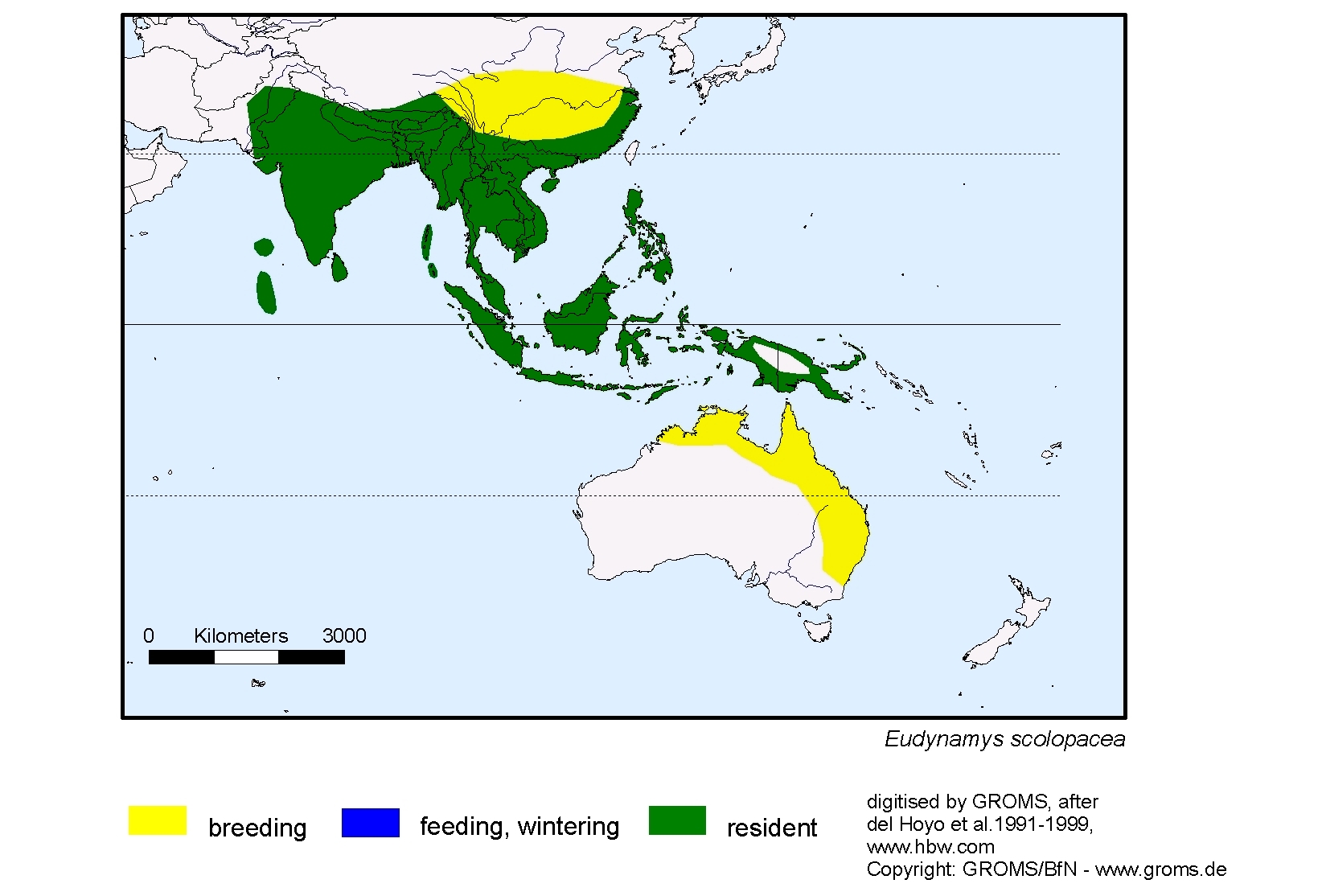 Eudynamys scolopacea