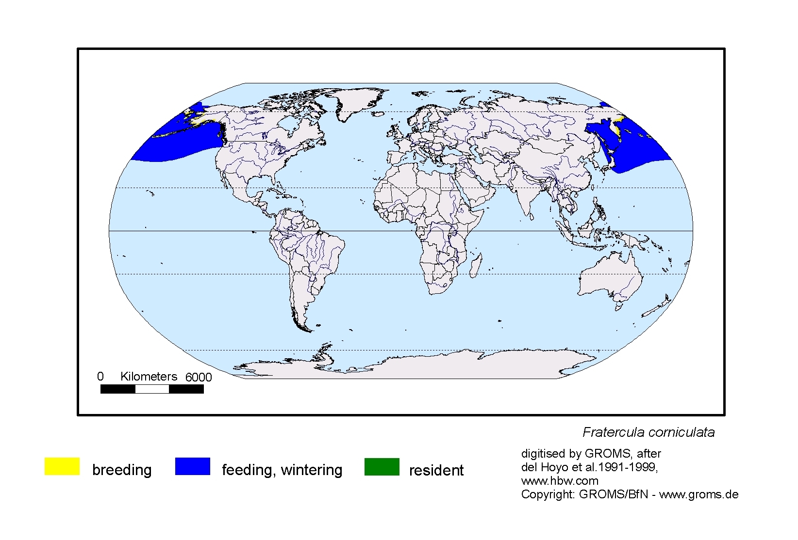Fratercula corniculata