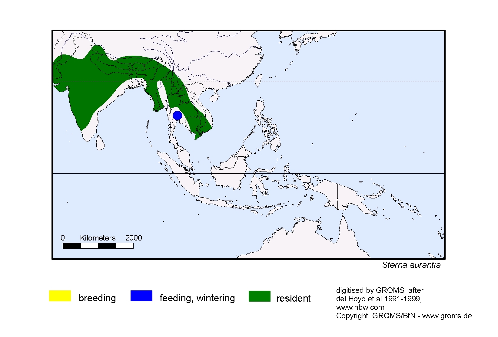 Griseotyrannus 
aurantioatrocristatus