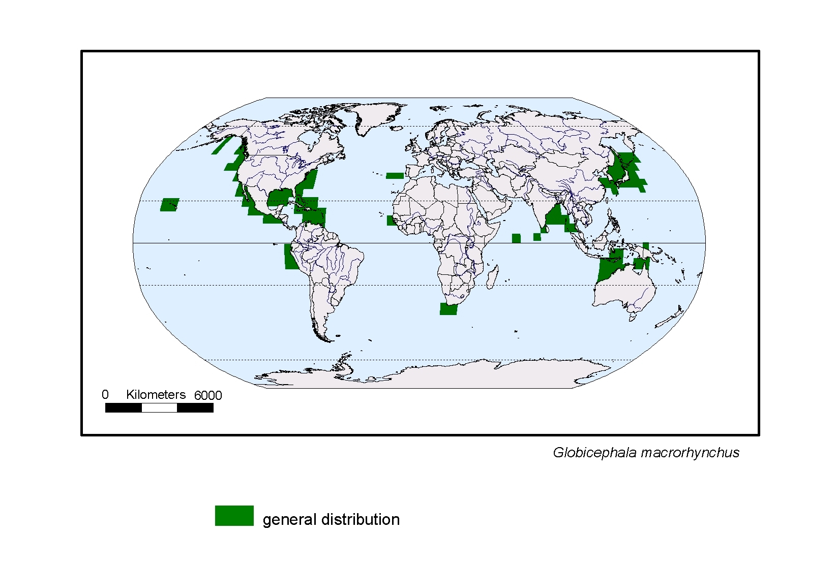 Globicephala macrorhynchus