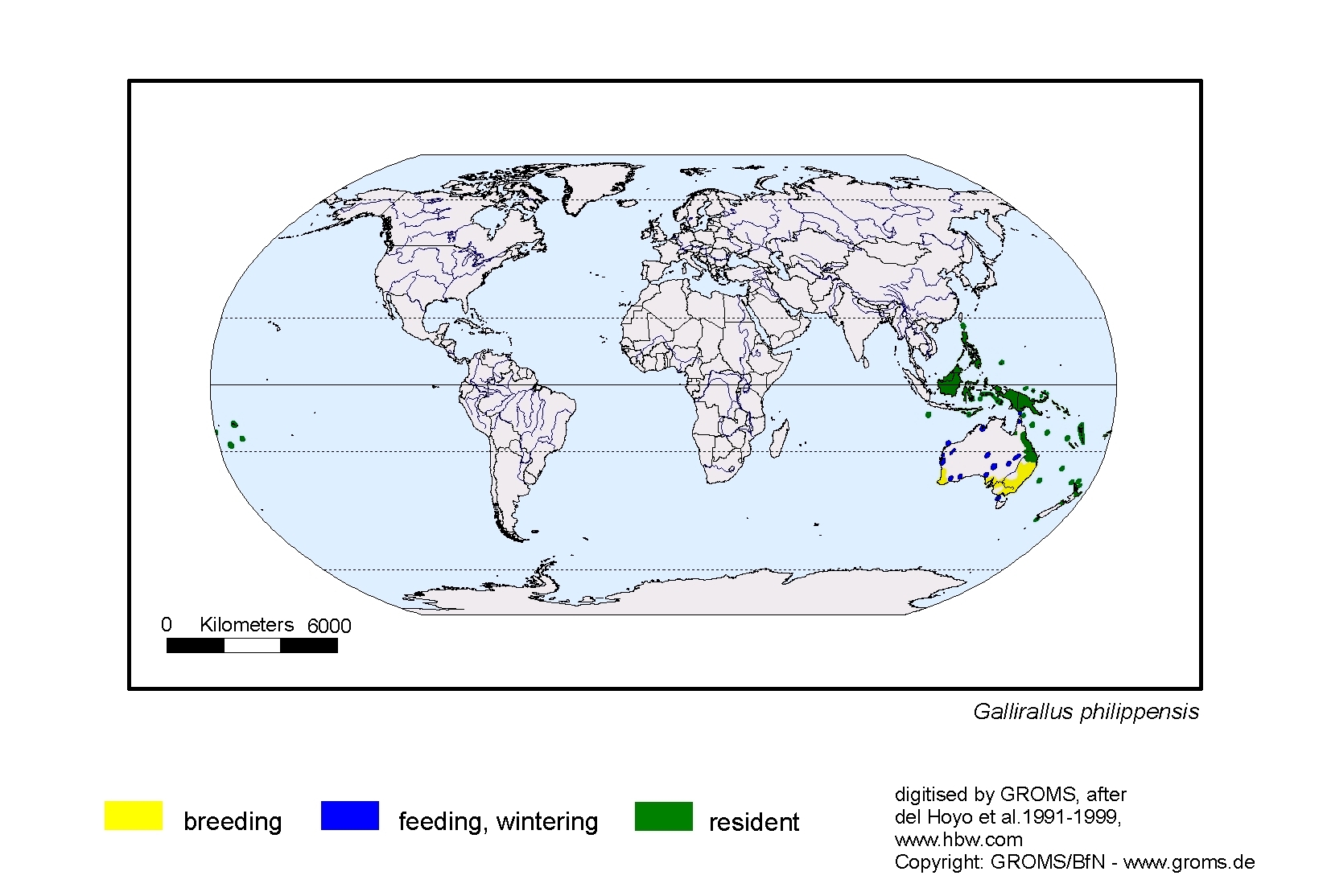 Gallirallus philippensis