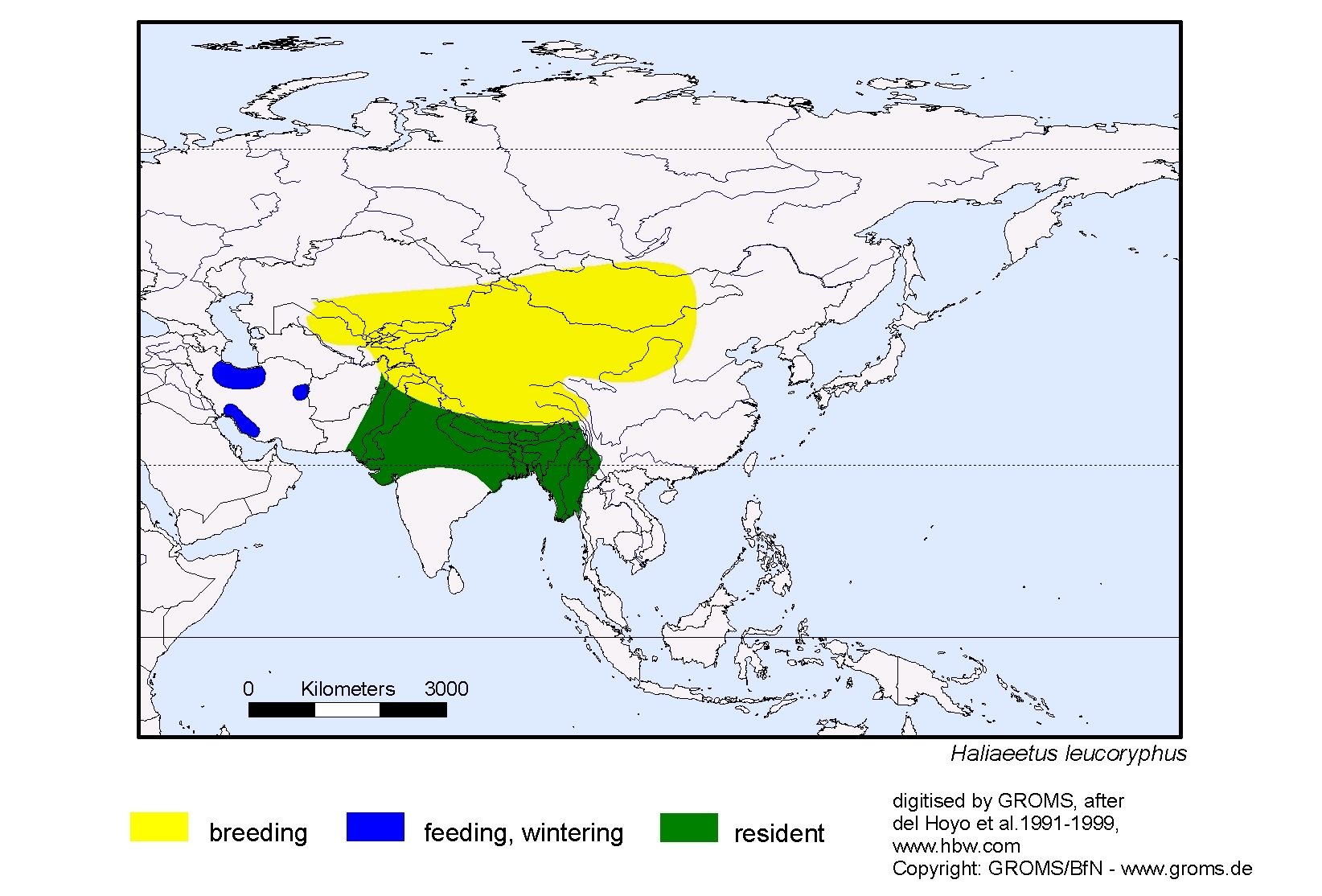Haliaeetus leucoryphus