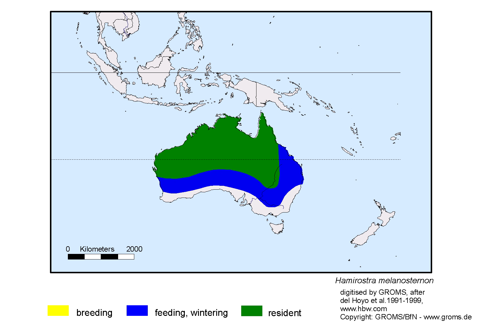 Hamirostra melanosternon
