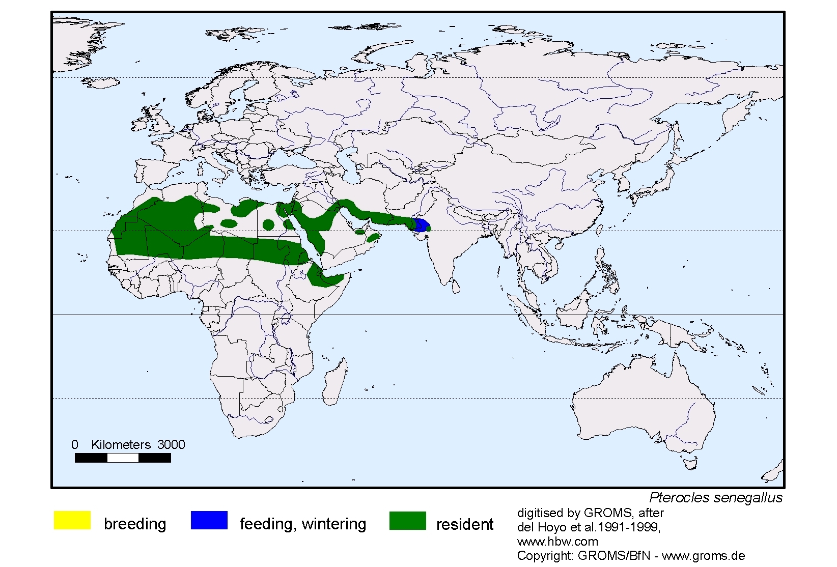 Halcyon senegalensis