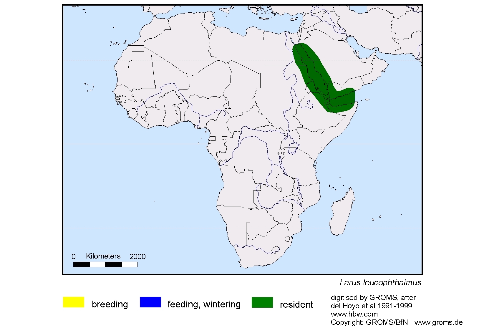 Larus leucophthalmus