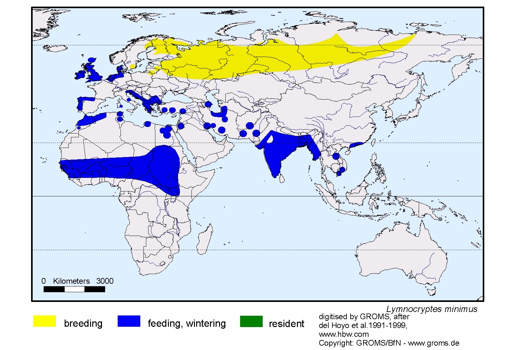 Lymnocryptes minimus