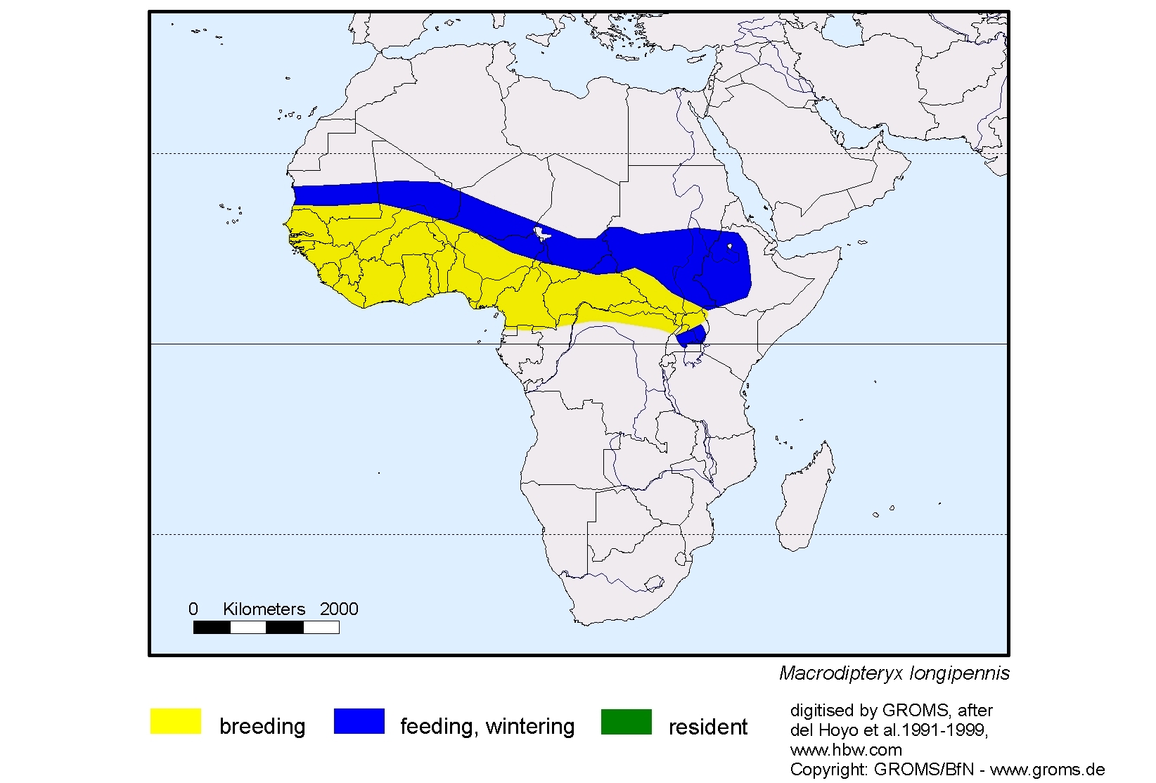 Macrodipteryx longipennis